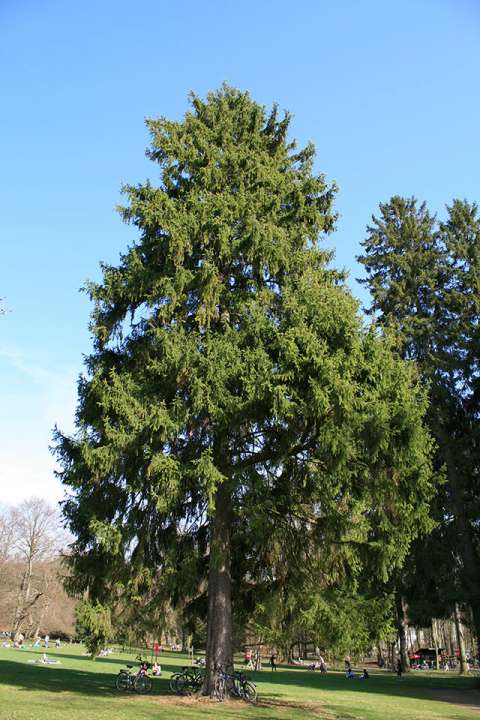 Rotfichte (Picea abies) in Weinstadt
