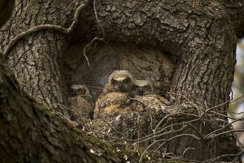 Eiche als Brutstätte für Eulen