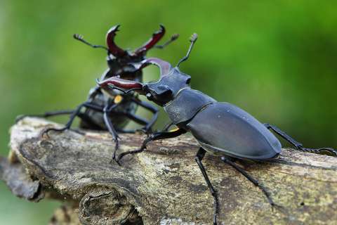 Hirschkäfer, bevorzugt alte Eichen
