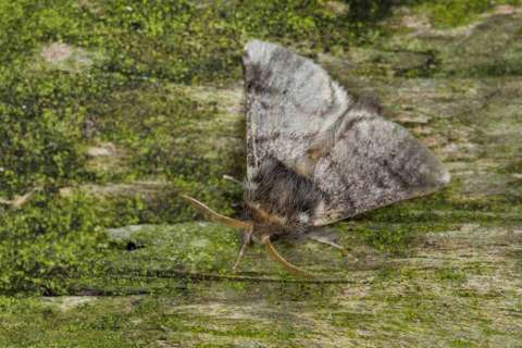 Falter, unscheinbar, Flügelspannweite 25-30 mm