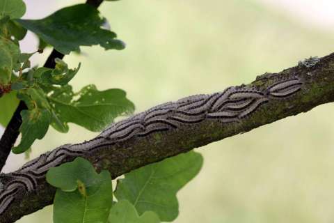 Kleine Massenversammlung